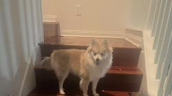 Lost Male Dog last seen Ranch hse, North Las Vegas, NV 89031