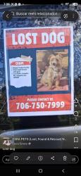 Lost Male Dog last seen Lumpkin rd, Augusta, GA 30906