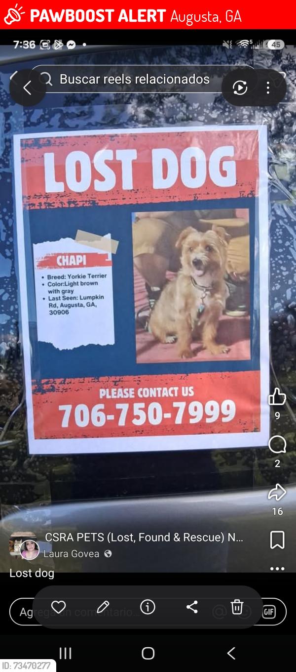Lost Male Dog last seen Lumpkin rd, Augusta, GA 30906
