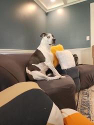 Reunited Female Dog last seen Fabrie@att.net, Dallas, GA 30132
