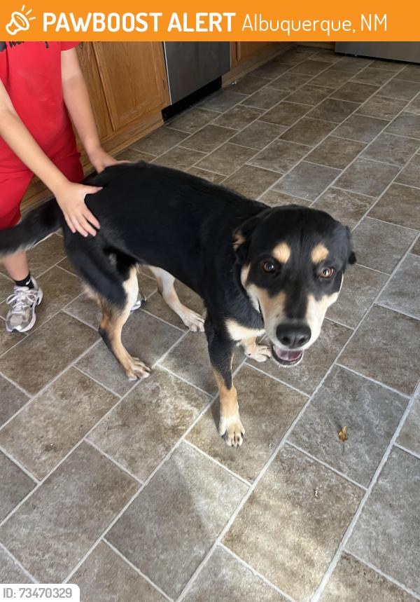 Found/Stray Male Dog last seen 98th and tower, Albuquerque, NM 87121