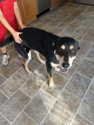 Found/Stray Male Dog last seen 98th and tower, Albuquerque, NM 87121