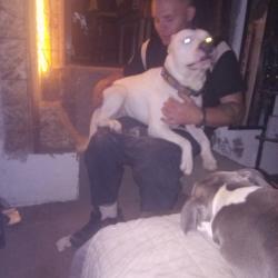 Lost Male Dog last seen Shasta damn Blvd n picard, Shasta County, CA 96019