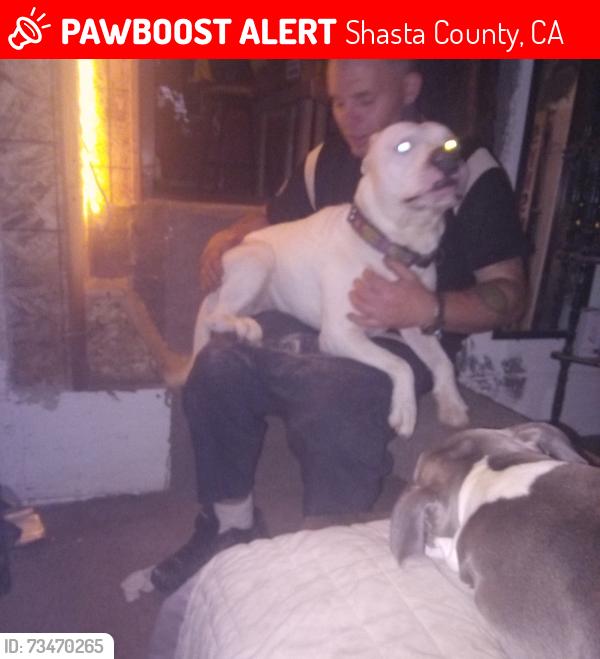 Lost Male Dog last seen Shasta damn Blvd n picard, Shasta County, CA 96019