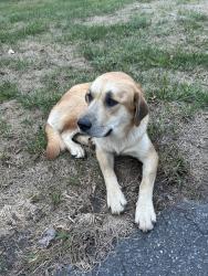 Found/Stray Female Dog last seen Balsom Rd., Forsyth County, NC 27040