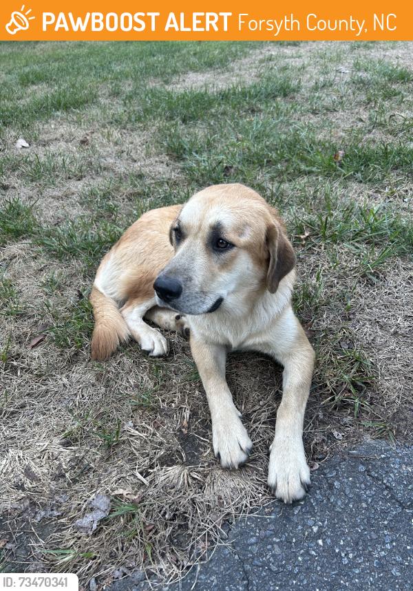 Found/Stray Female Dog last seen Balsom Rd., Forsyth County, NC 27040