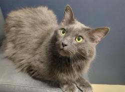 Reunited Male Cat last seen Wishart Aly, Ashburn, VA 20147, USA, Ashburn, VA 20147