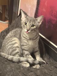 Lost Male Cat last seen Bellfarm rd apmts behind plaza, Barrie, ON L4M 6J2