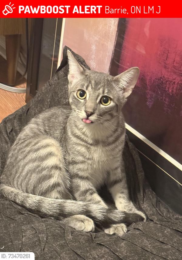 Lost Male Cat last seen Bellfarm rd apmts behind plaza, Barrie, ON L4M 6J2