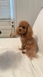 Reunited Male Dog last seen Near N Sylvania Ave, Fort Worth, TX 76111, USA, Fort Worth, TX 76111