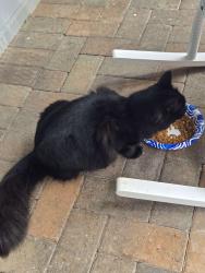 Lost Female Cat last seen Nelson Road, Kitsap County, WA 98359
