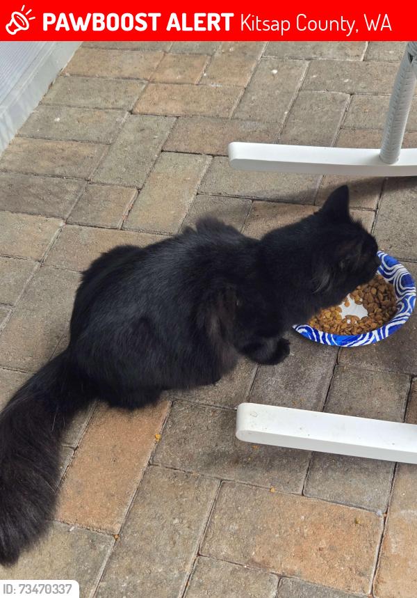 Lost Female Cat last seen Nelson Road, Kitsap County, WA 98359