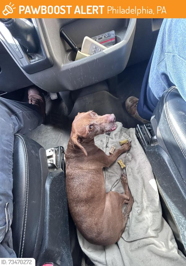 Found/Stray Female Dog last seen Mann Music Center, Philadelphia, PA 19131