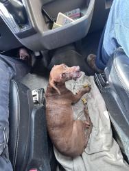 Found/Stray Female Dog last seen Mann Music Center, Philadelphia, PA 19131