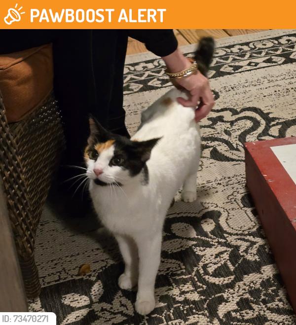 Found/Stray Female Cat last seen Glenn Wilkie & Hightower Lake Trl, Cherokee County, GA 30107