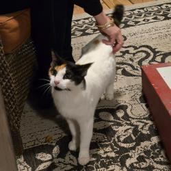 Found/Stray Female Cat last seen Glenn Wilkie & Hightower Lake Trl, Cherokee County, GA 30107