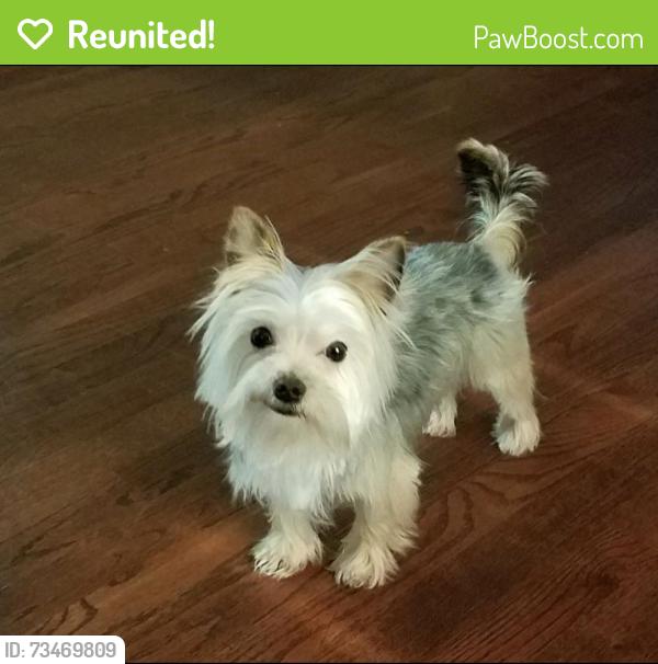 Reunited Male Dog last seen St Phillip’s & St Pauls, Lancaster, PA 17603