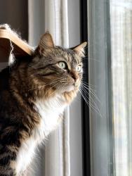 Lost Female Cat last seen 6th Street NE and 19th Ave NE, Minneapolis, MN 55418