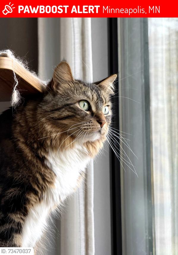 Lost Female Cat last seen 6th Street NE and 19th Ave NE, Minneapolis, MN 55418
