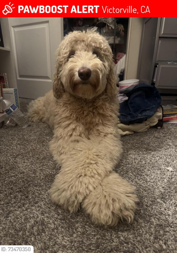 Lost Female Dog last seen La Mesa, Amythest, Luna, Victorville, CA 92392