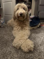 Lost Female Dog last seen La Mesa, Amythest, Luna, Victorville, CA 92392