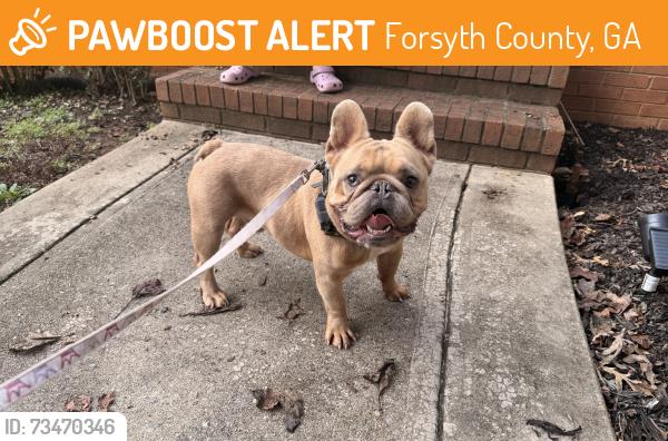 Found/Stray Male Dog last seen Ansley Ln and Rutledge Ln Cumming, Forsyth County, GA 30040
