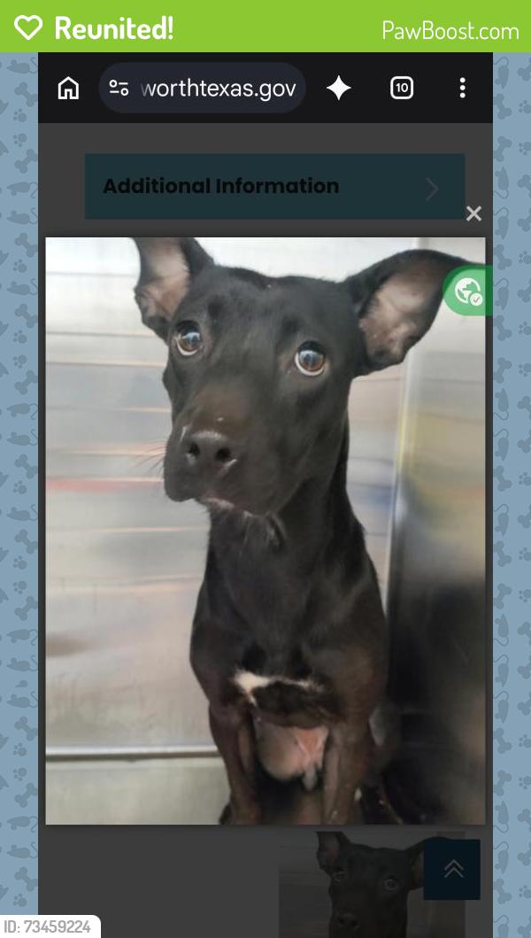 Reunited Female Dog last seen Near Eastcliff Dr, Euless, TX 76040, USA, Euless, TX 76040