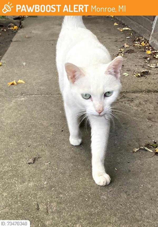 Found/Stray Female Cat last seen Intersection of Scott and Fourth street, Monroe, MI 48161