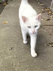 Found/Stray Female Cat last seen Intersection of Scott and Fourth street, Monroe, MI 48161
