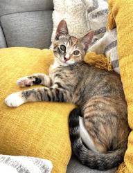 Lost Female Cat last seen 101st avenue SE / 99th street, Lake Stevens, WA 98258