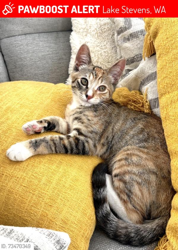 Lost Female Cat last seen 101st avenue SE / 99th street, Lake Stevens, WA 98258