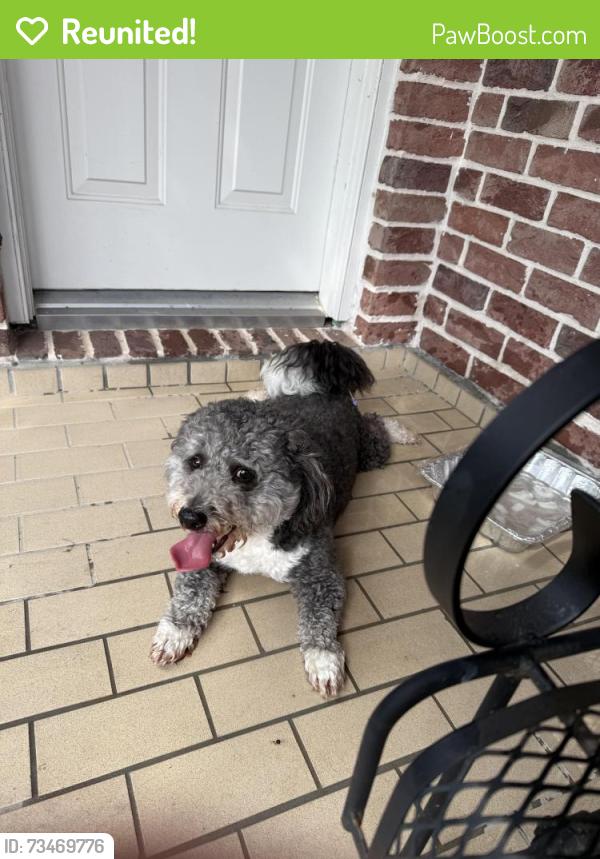 Reunited Male Dog last seen Grogans Mill and Reseach Forest, Shenandoah, TX 77381