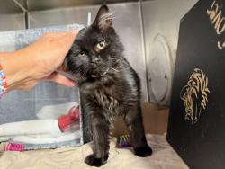 Shelter Stray Female Cat last seen Apt 2D,3544 Wayne Avenue, BRONX, NY, 10467, 326 E 110th St, New York, NY 10029, USA