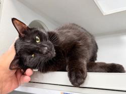 Shelter Stray Female Cat last seen Apt 4C,1105 Boyton Avenue, BRONX, NY, 10472, 326 E 110th St, New York, NY 10029, USA