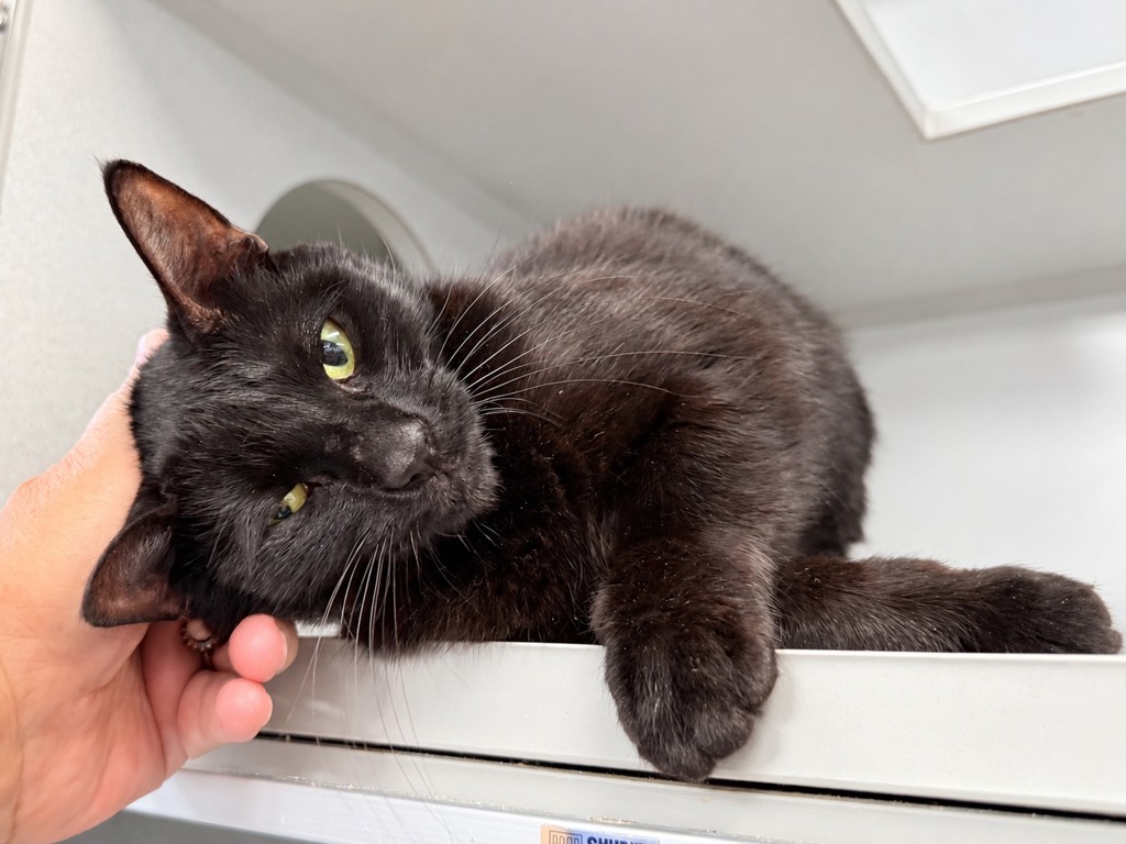 Shelter Stray Female Cat last seen Apt 4C,1105 Boyton Avenue, BRONX, NY, 10472, 326 E 110th St, New York, NY 10029, USA