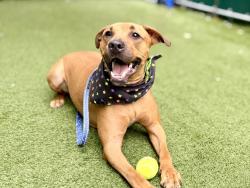 Shelter Stray Male Dog last seen Near Longwood Avenue, BRONX, NY, 10459, 326 E 110th St, New York, NY 10029, USA