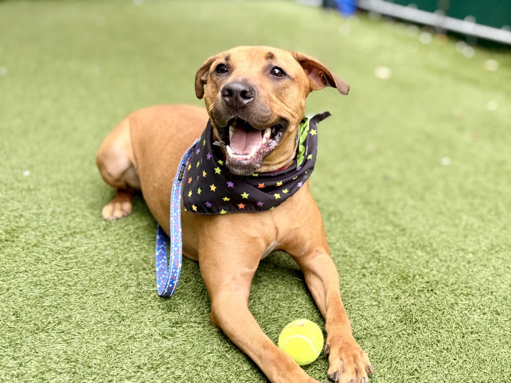 Shelter Stray Male Dog last seen Near Longwood Avenue, BRONX, NY, 10459, 326 E 110th St, New York, NY 10029, USA