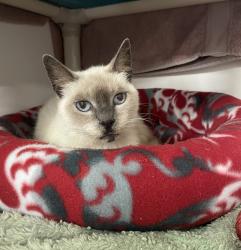 Shelter Stray Female Cat last seen Near Guava Way, Oceanside, CA, 92058, Oceanside, CA 92058, USA