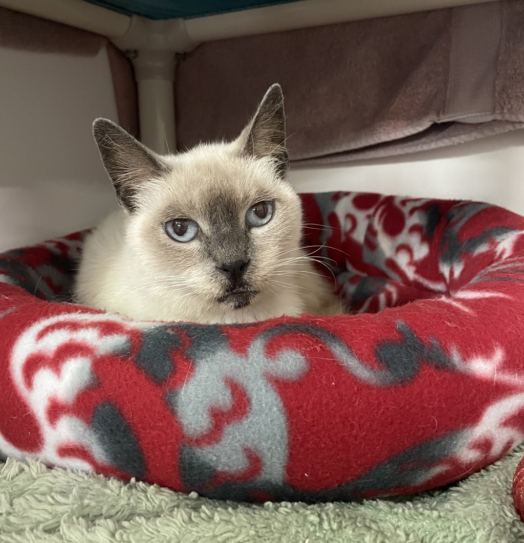 Shelter Stray Female Cat last seen Near Guava Way, Oceanside, CA, 92058, Oceanside, CA 92058, USA