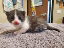 Shelter Stray Male Cat last seen Near Sunbright Drive, Oceanside, CA, 92056, Oceanside, CA 92058, USA