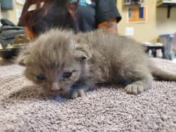 Shelter Stray Male Cat last seen Near Sunbright Drive, Oceanside, CA, 92056, Oceanside, CA 92058, USA