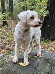 Reunited Female Dog last seen Mill street and Blake street, Newton, MA 02459