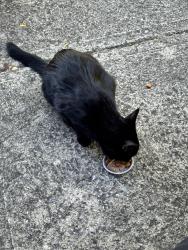 Found/Stray Unknown Cat last seen Wallington and Pegasus, Hilliard, OH 43026
