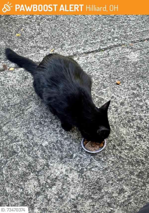 Found/Stray Unknown Cat last seen Wallington and Pegasus, Hilliard, OH 43026