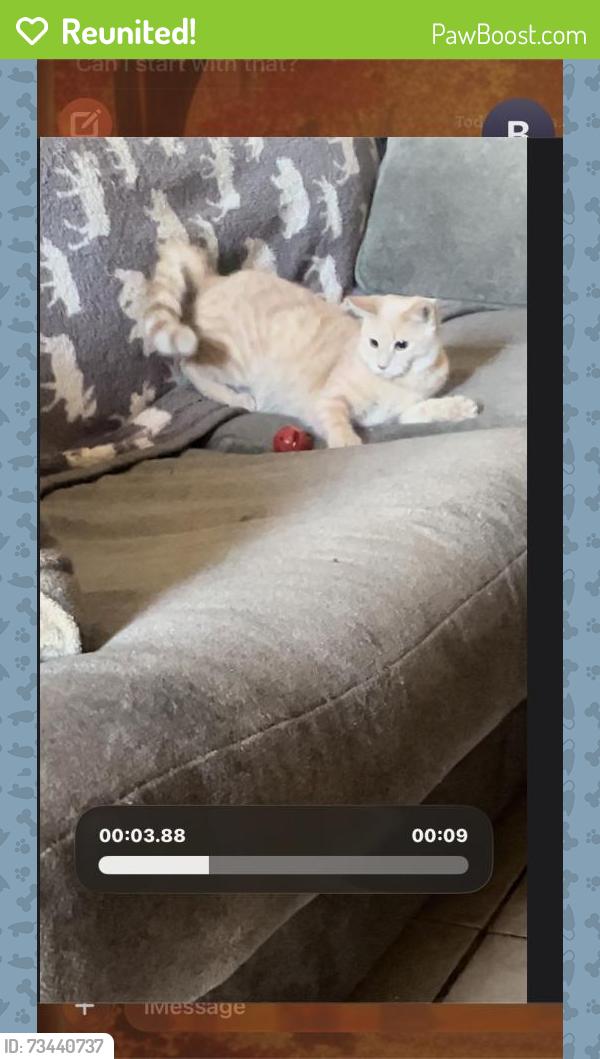 Reunited Female Cat last seen Madision Ave and cemetery Ave, Yuma, AZ 85364