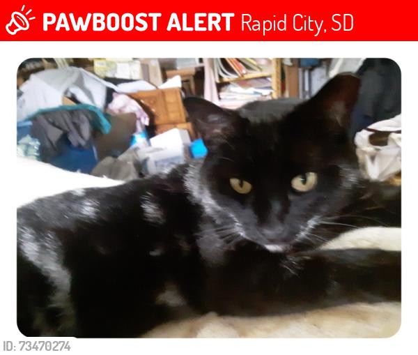 Lost Male Cat last seen City spring Rd. in Paradise Valley Rapid City So. Dak.57702, Rapid City, SD 57702
