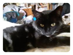 Lost Male Cat last seen City spring Rd. in Paradise Valley Rapid City So. Dak.57702, Rapid City, SD 57702