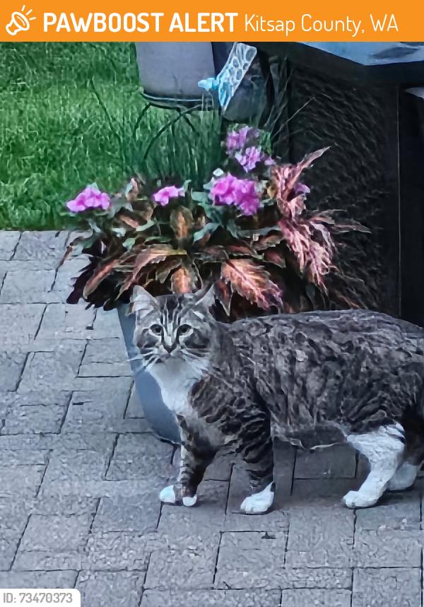 Found/Stray Male Cat last seen Nelson Road, Kitsap County, WA 98359