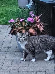 Found/Stray Male Cat last seen Nelson Road, Kitsap County, WA 98359