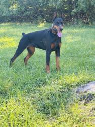 Reunited Female Dog last seen Near, Wilmington, DE 19803